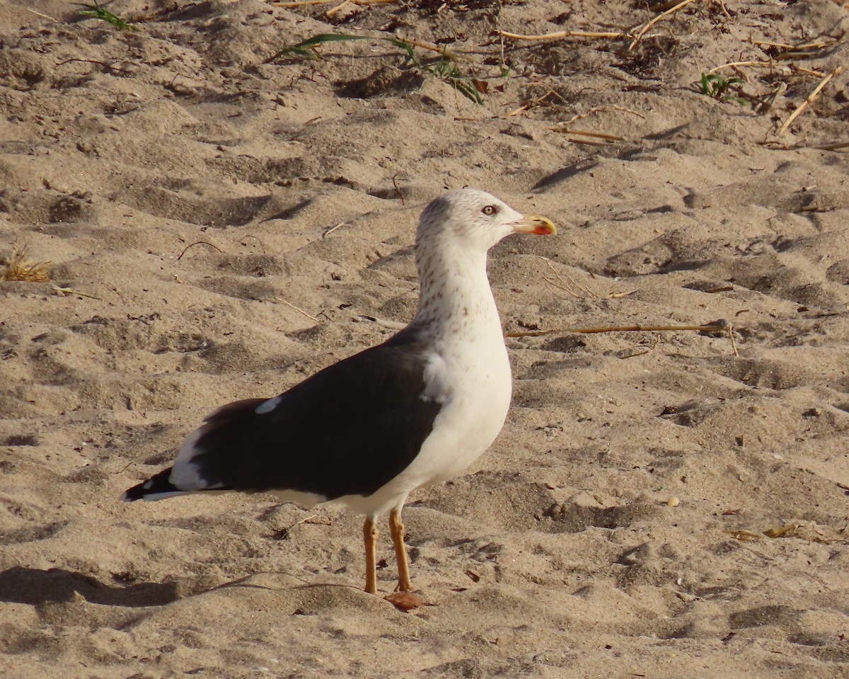 ニシセグロカモメ - ML646712901