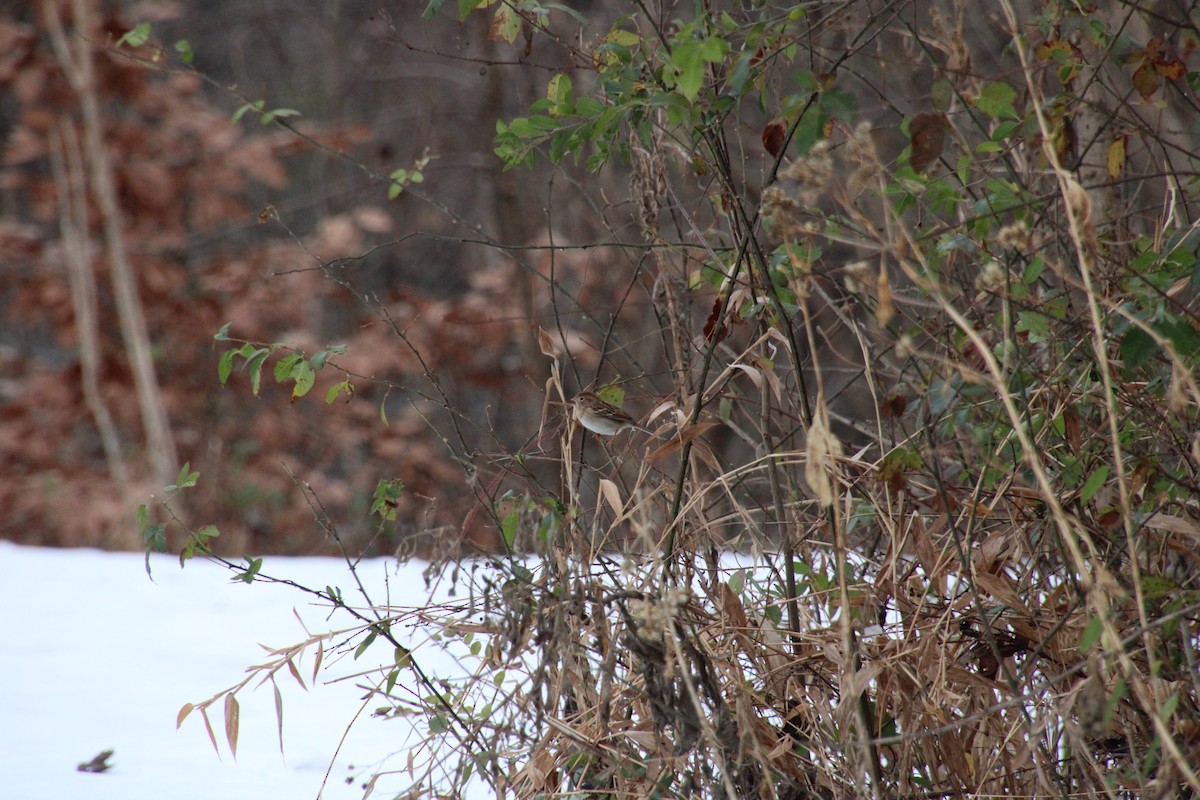 Field Sparrow - ML646712904