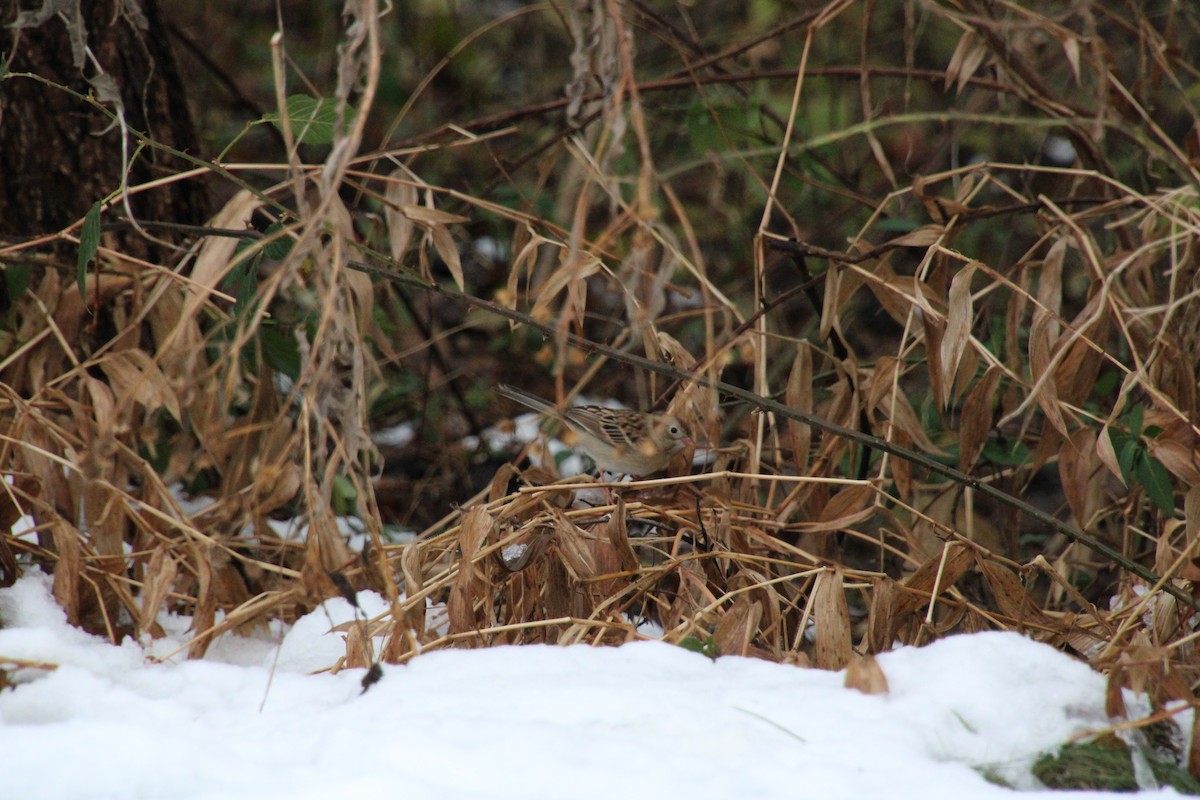 Field Sparrow - ML646712906