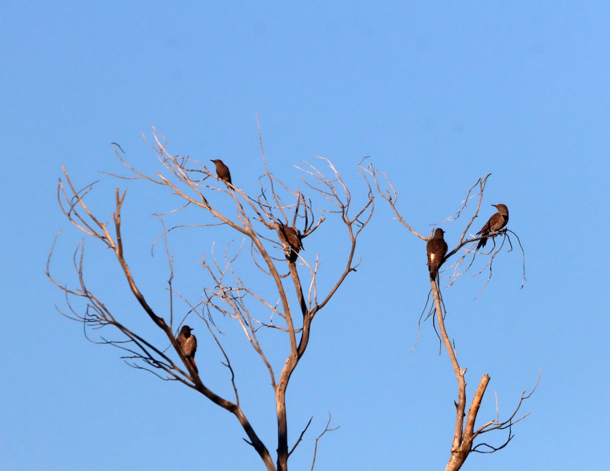 datel zlatý - ML646712907