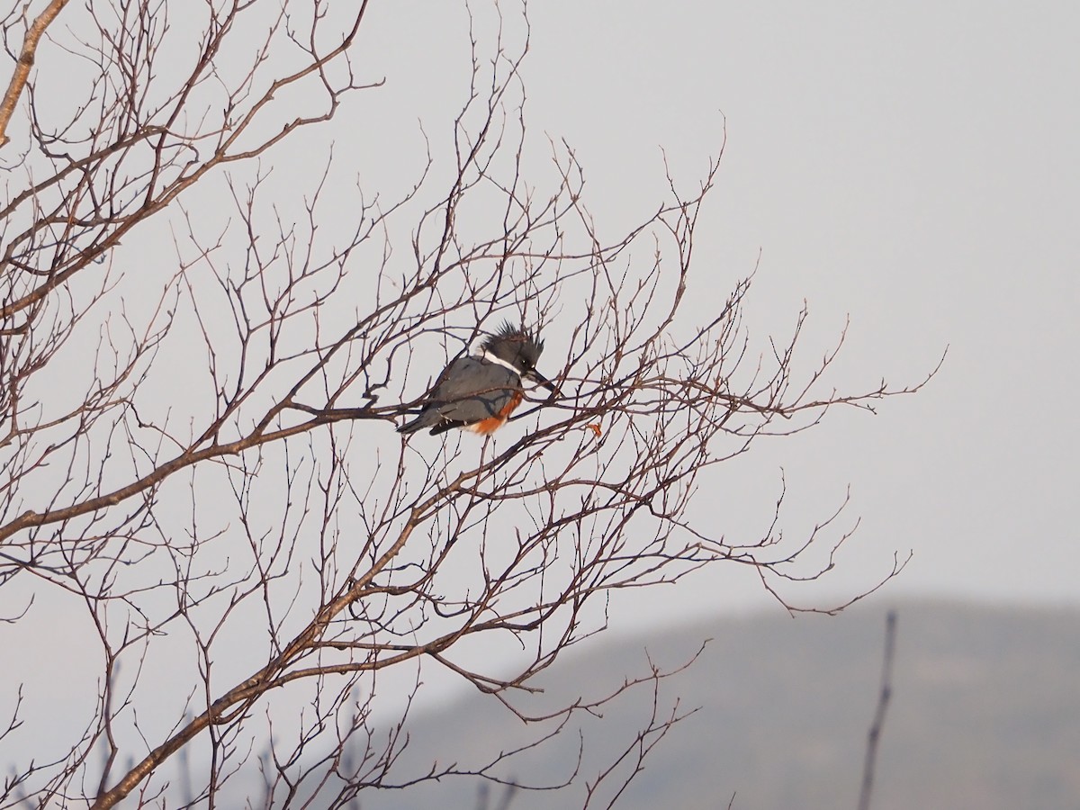 שלדג אמריקני - ML646712908