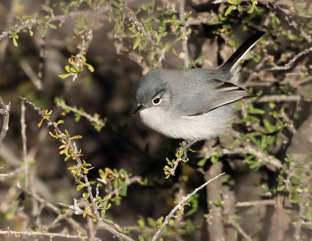 leskot pokřovní - ML646712910