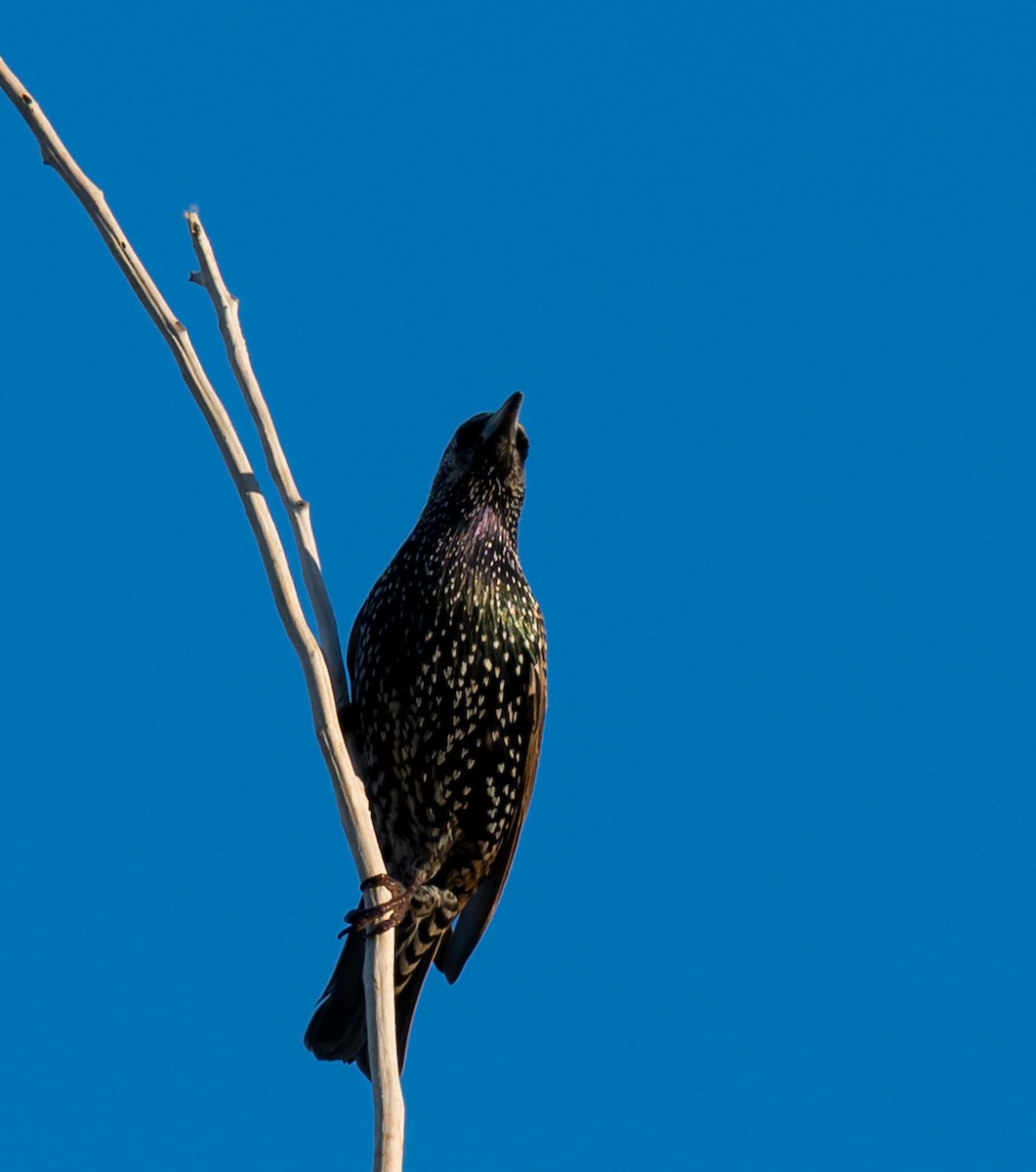 ホシムクドリ - ML646712911