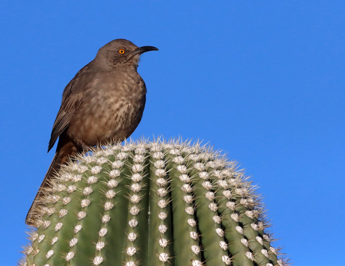 drozdec skvrnitoprsý - ML646712919