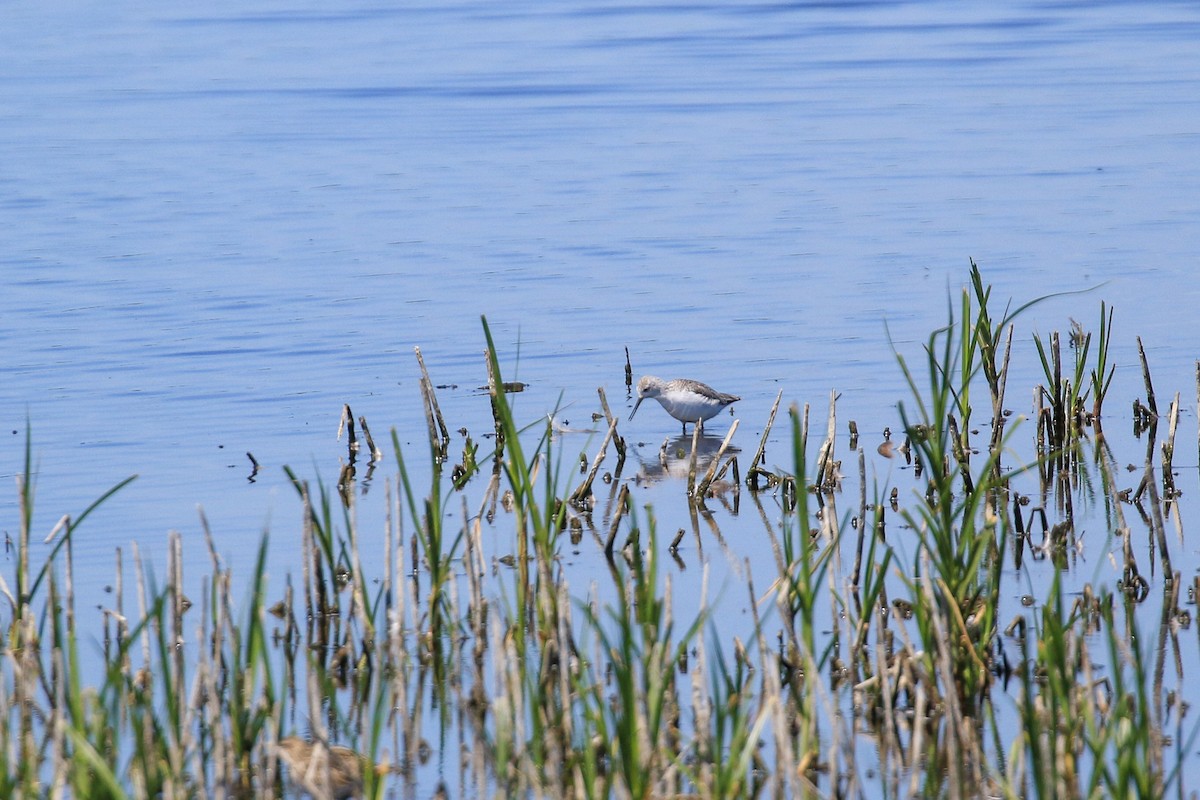 コアオアシシギ - ML646712920