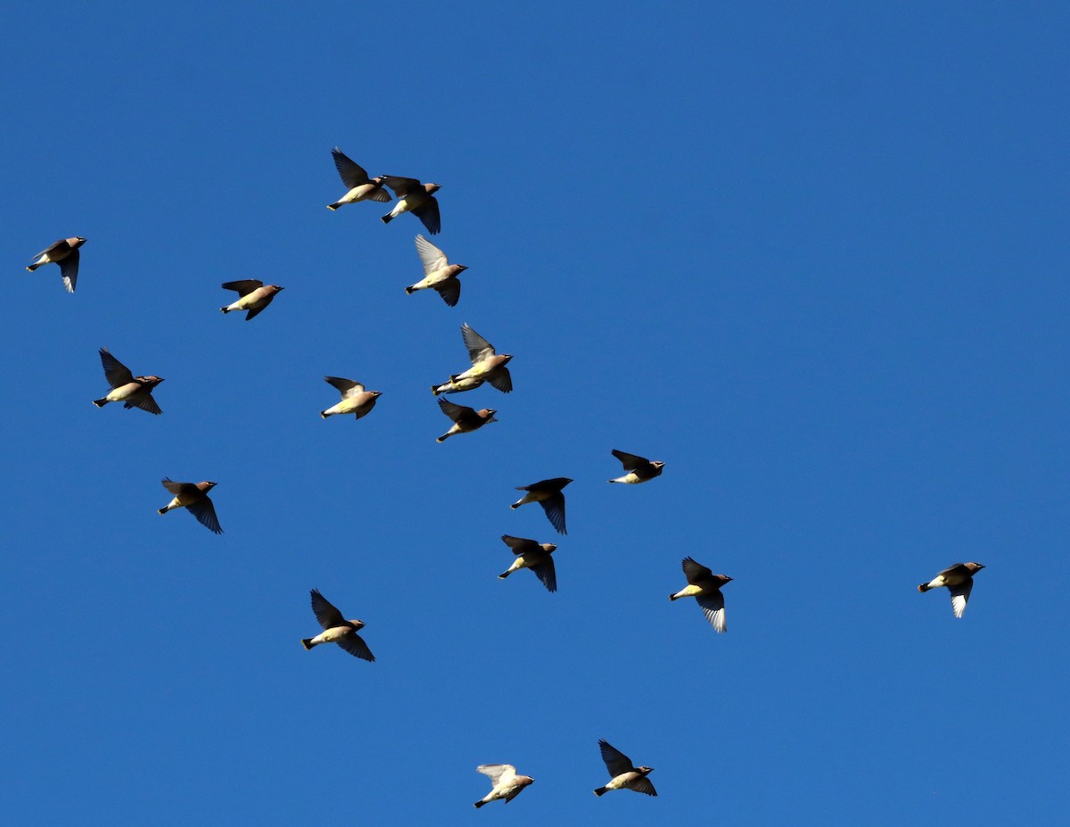 brkoslav americký - ML646712921