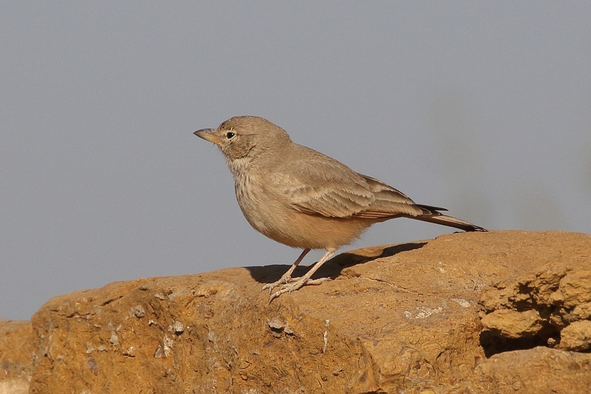 ørkenlerke - ML646712923