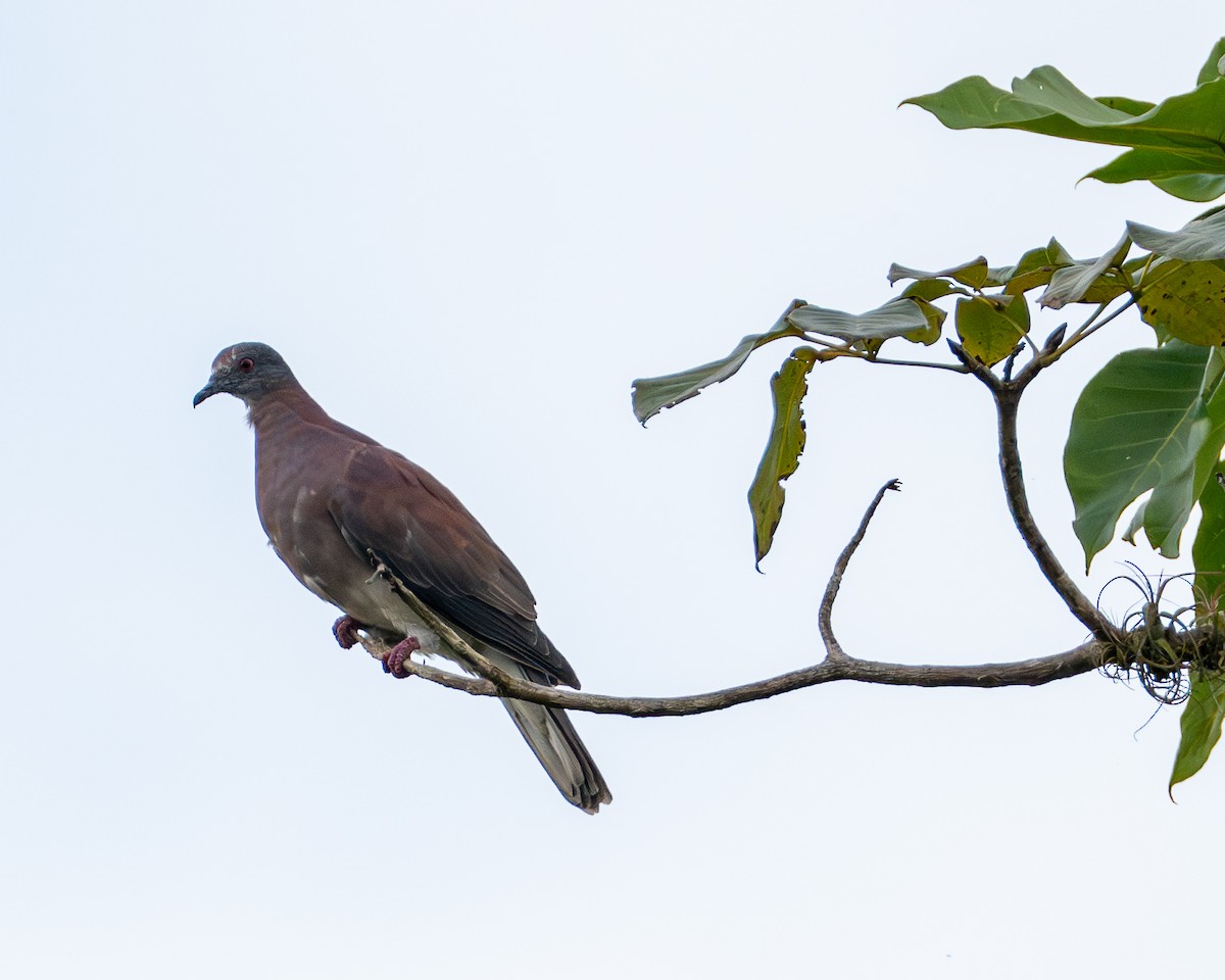 Paloma Colorada - ML646712926