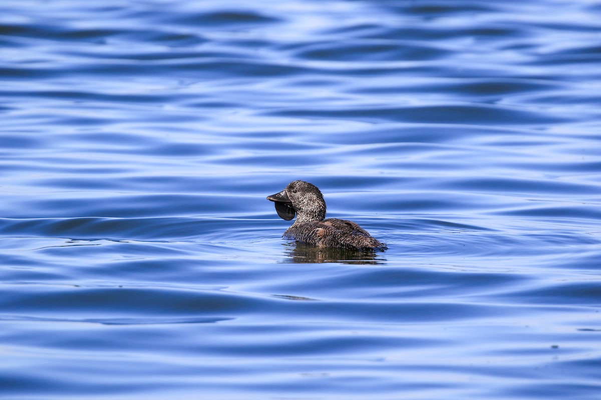 ニオイガモ - ML646712927