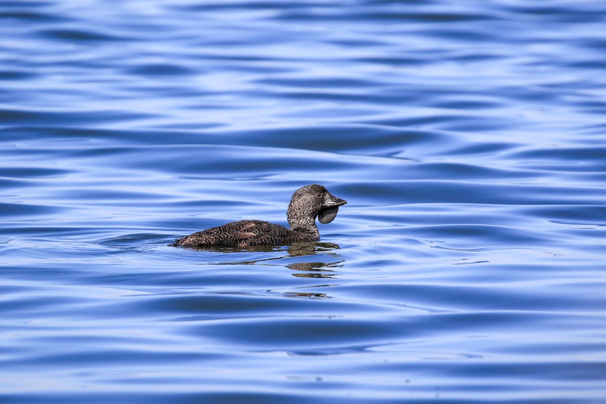 ニオイガモ - ML646712928