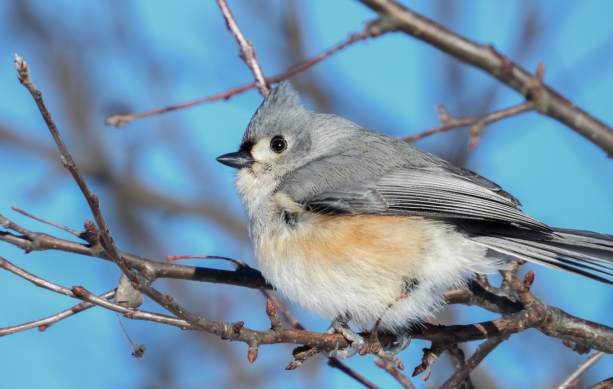 Tufted Titmouse - ML646712929