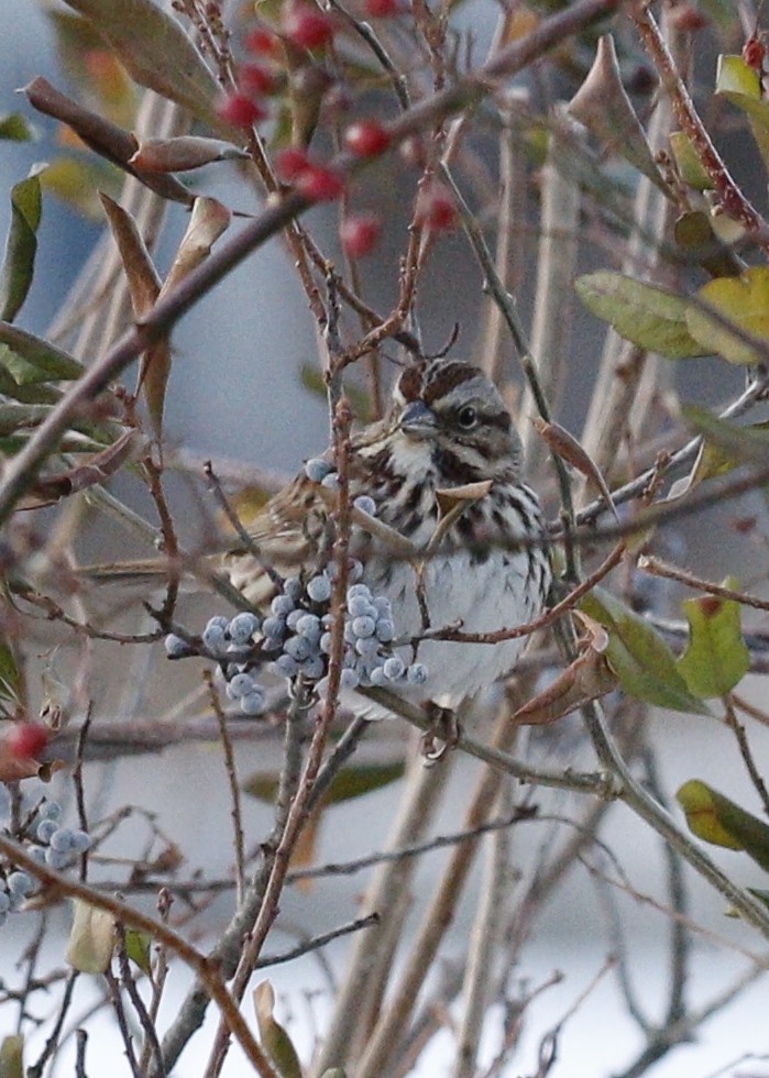 Bruant chanteur - ML646712930