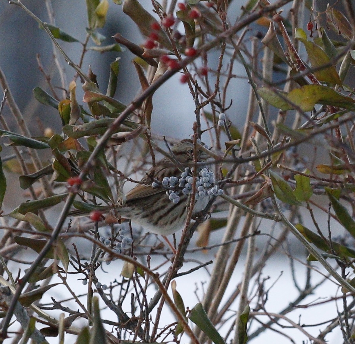 Bruant chanteur - ML646712931