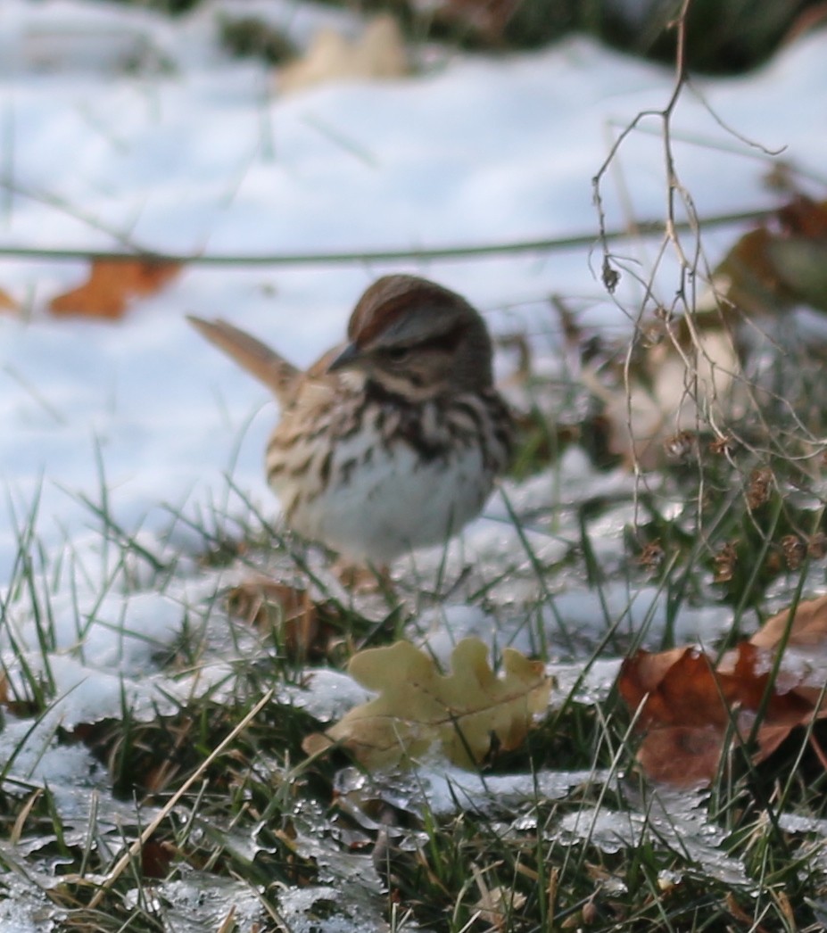 Bruant chanteur - ML646712932