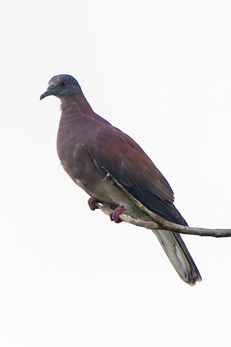 Paloma Colorada - ML646712933