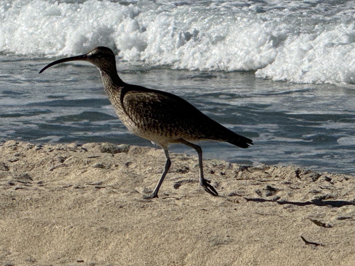 Hudsonian Whimbrel - ML646712934