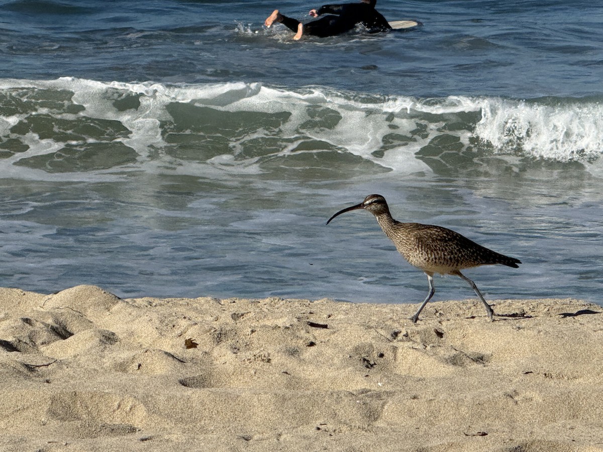 Hudsonian Whimbrel - ML646712935