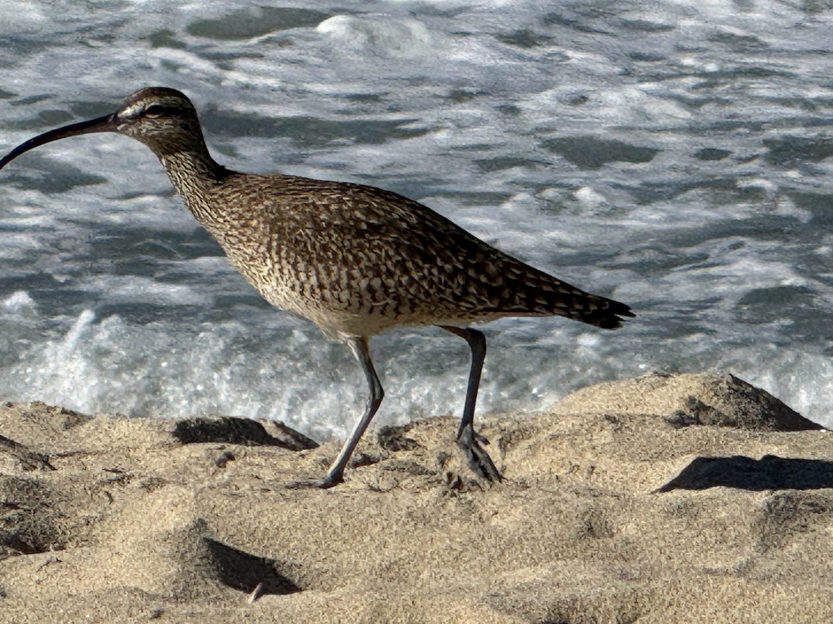 Hudsonian Whimbrel - ML646712936