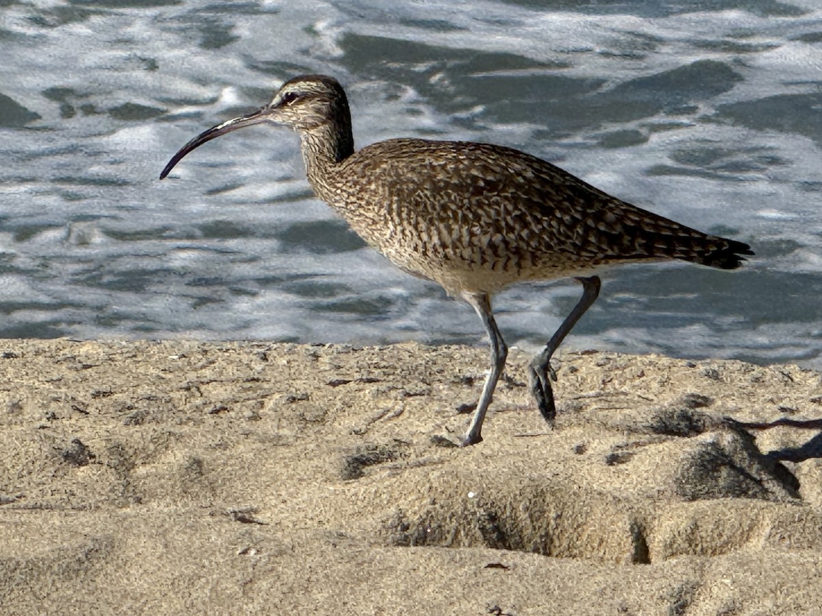 Hudsonian Whimbrel - ML646712937