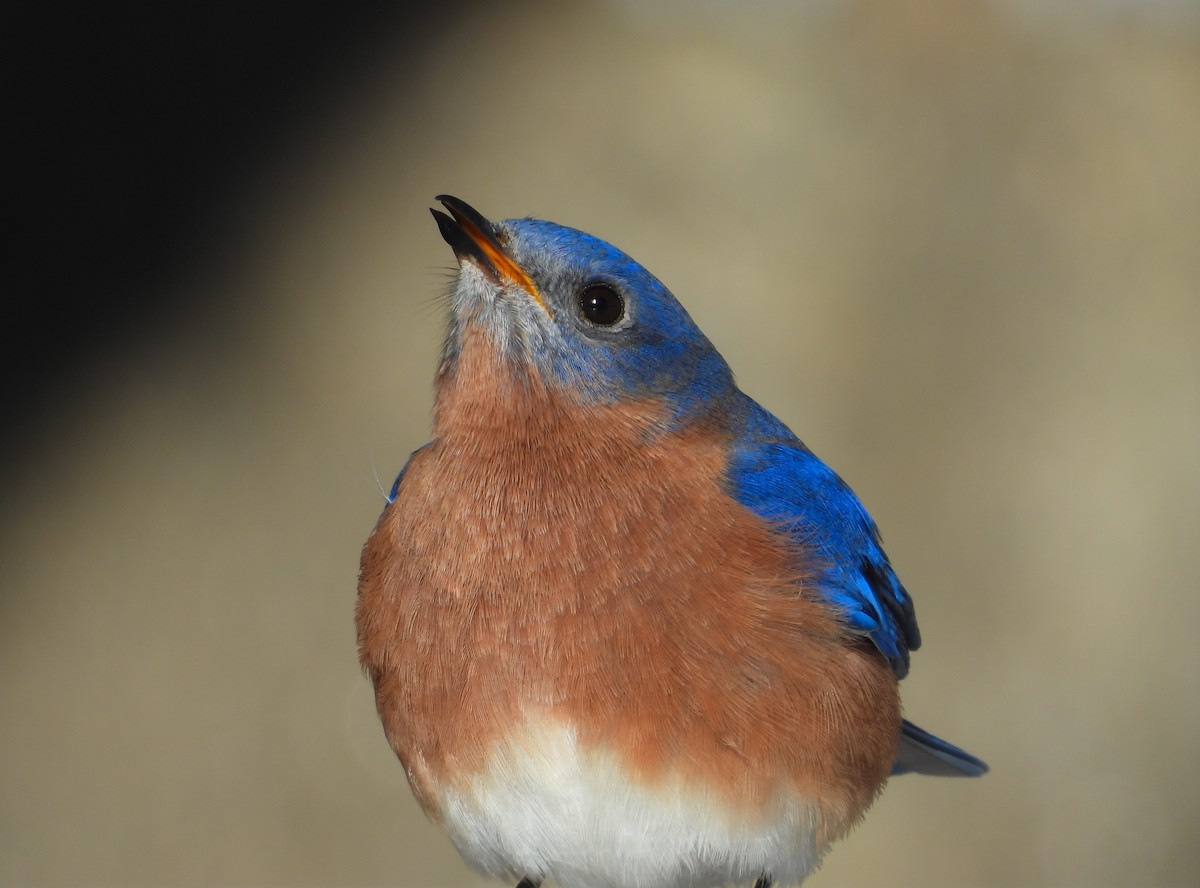 Восточная сиалия - ML646712938