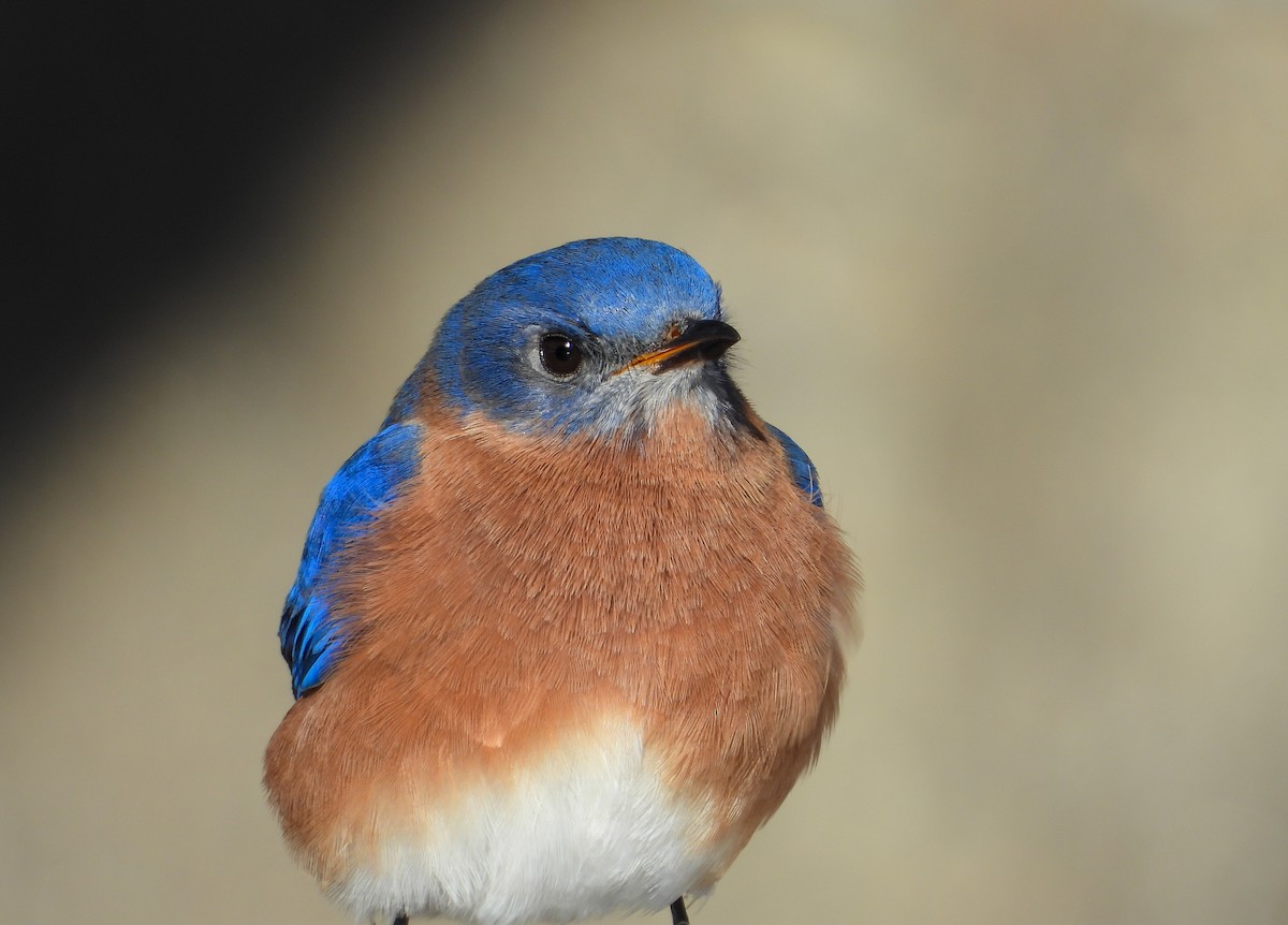 Восточная сиалия - ML646712939