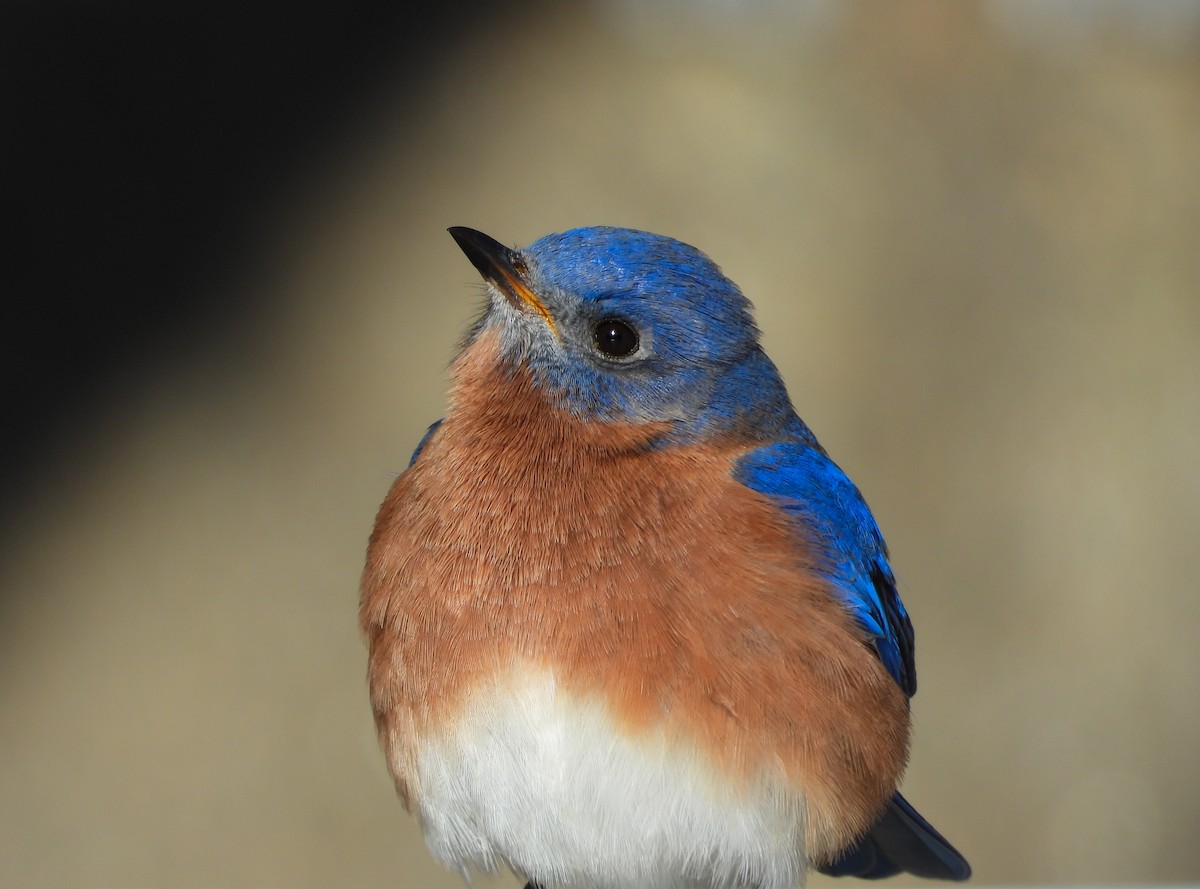 Восточная сиалия - ML646712940