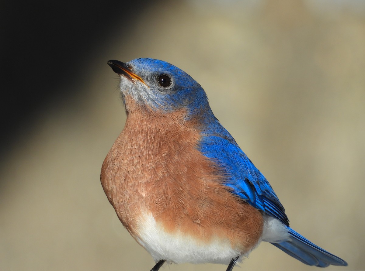 Восточная сиалия - ML646712941