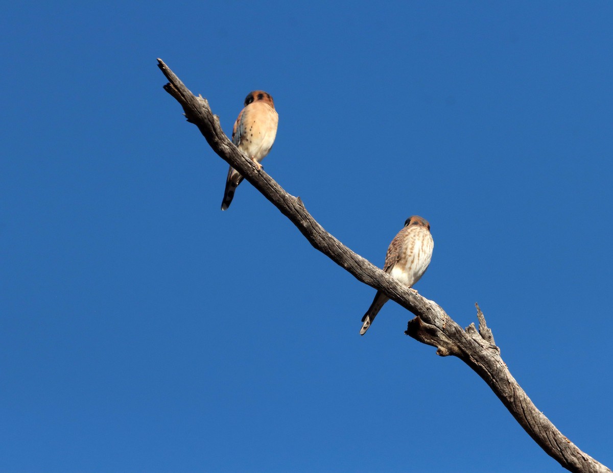 poštolka pestrá - ML646712947