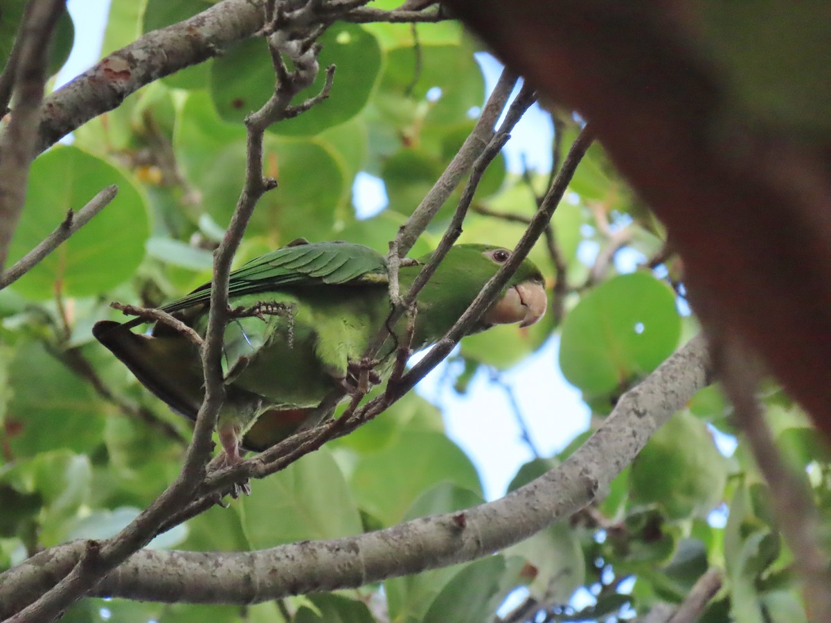 Conure pavouane - ML646712948