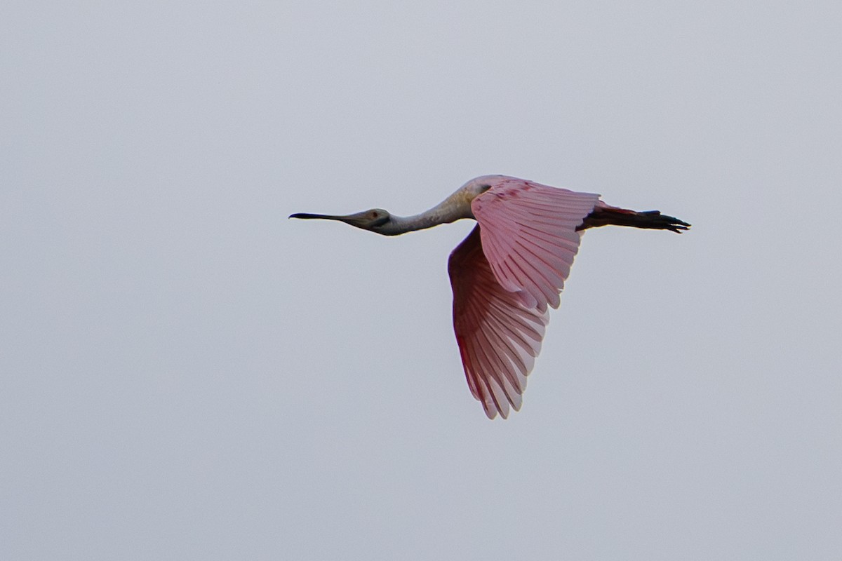 Roseate Spoonbill - ML646712949