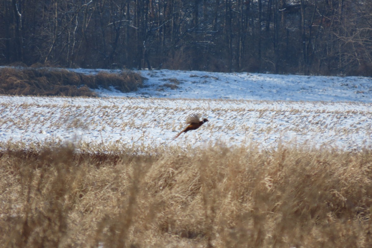 Ring-necked Pheasant - ML646712951