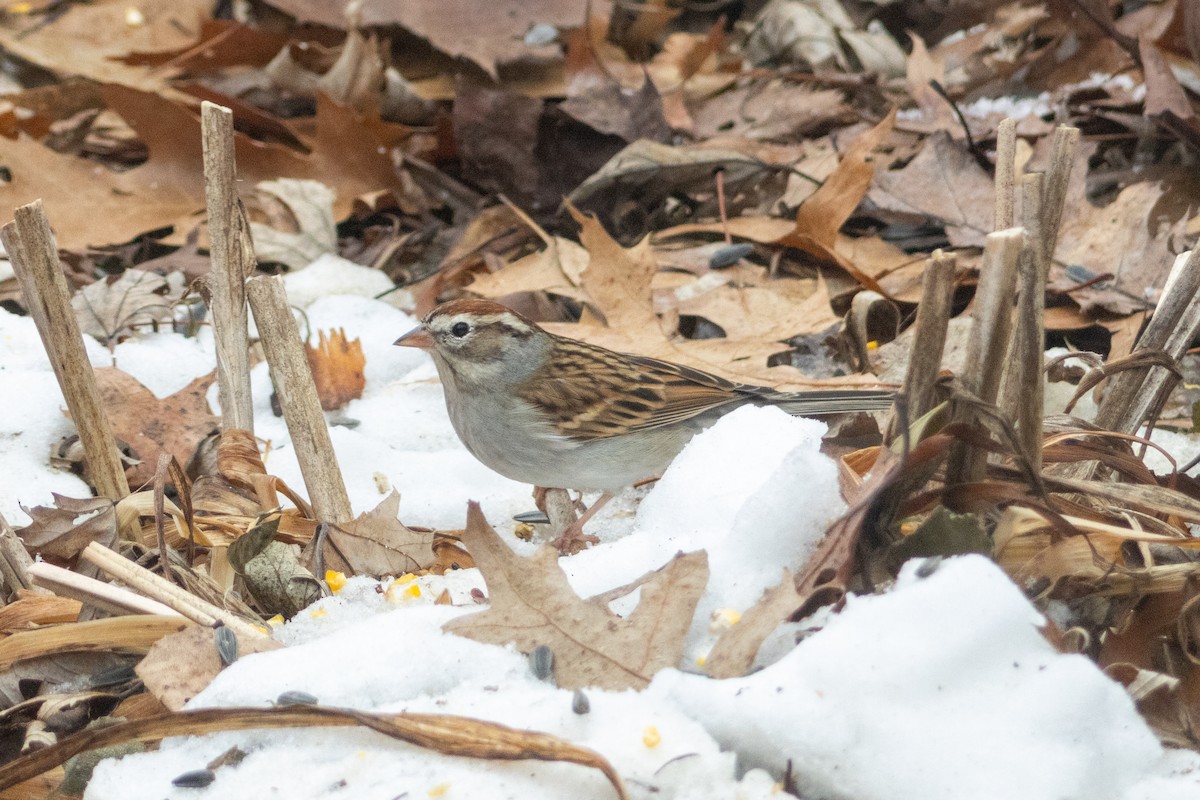 Chipping Sparrow - ML646712952