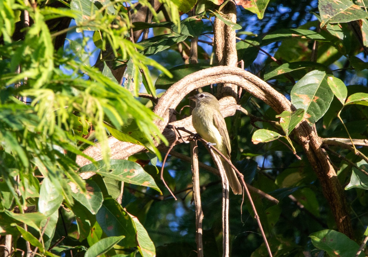 Greenish Elaenia - ML646712953