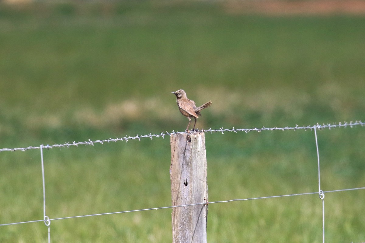 ヒバリモドキ - ML646712954