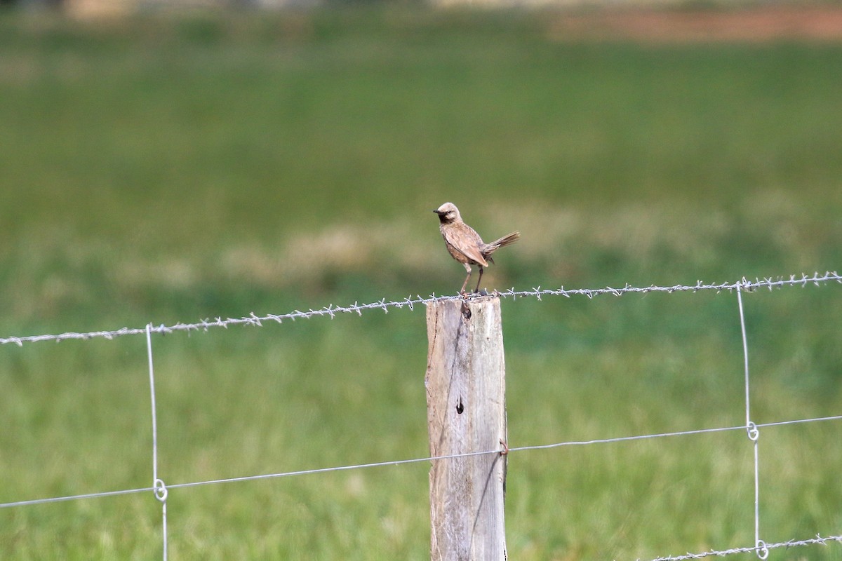 ヒバリモドキ - ML646712955