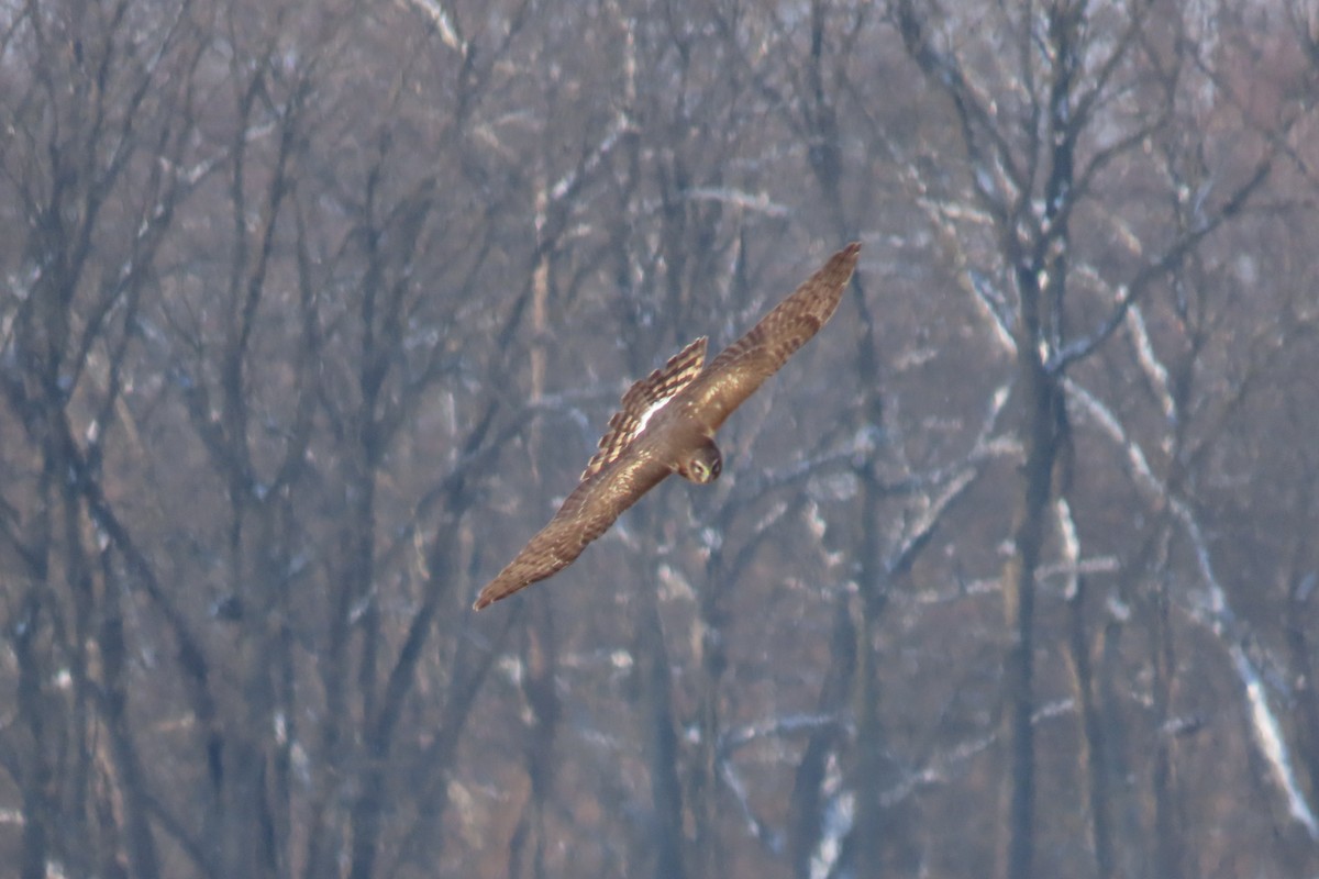 Northern Harrier - ML646712957