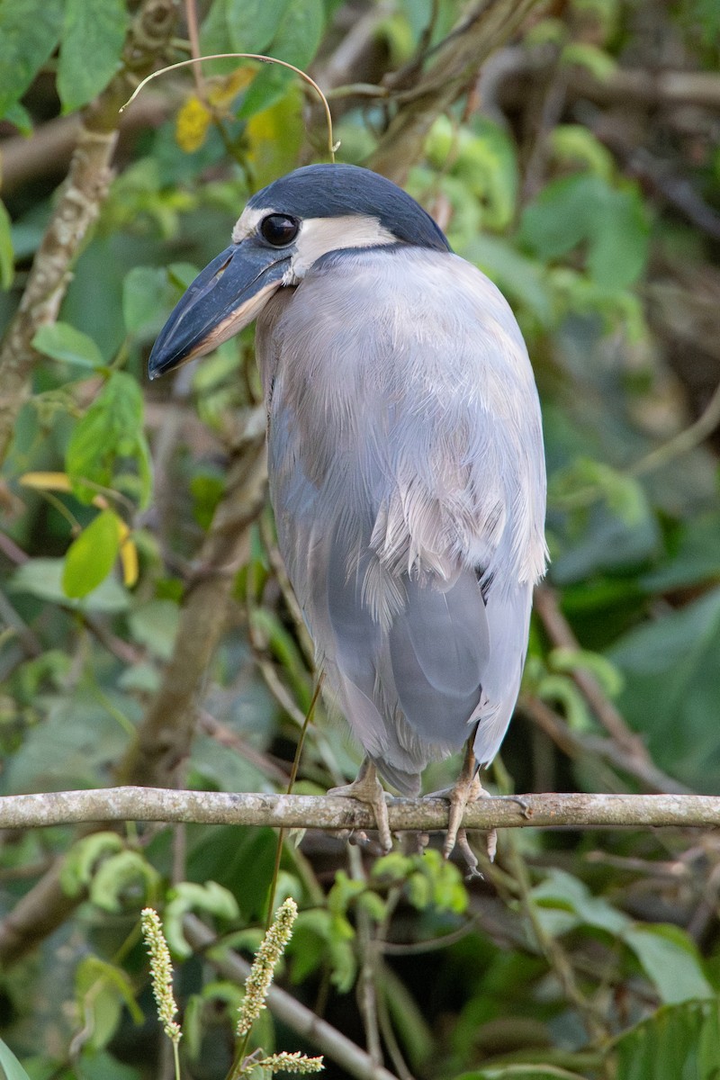 Boat-billed Heron - ML646712959