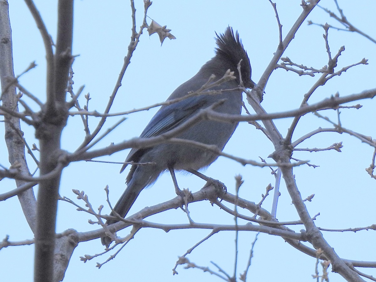 Steller's Jay - ML646712960