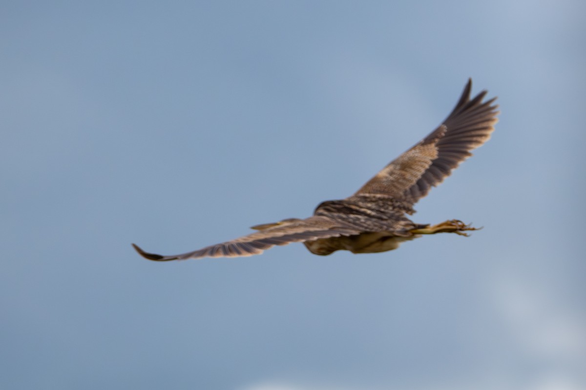 Pinnated Bittern - ML646712961