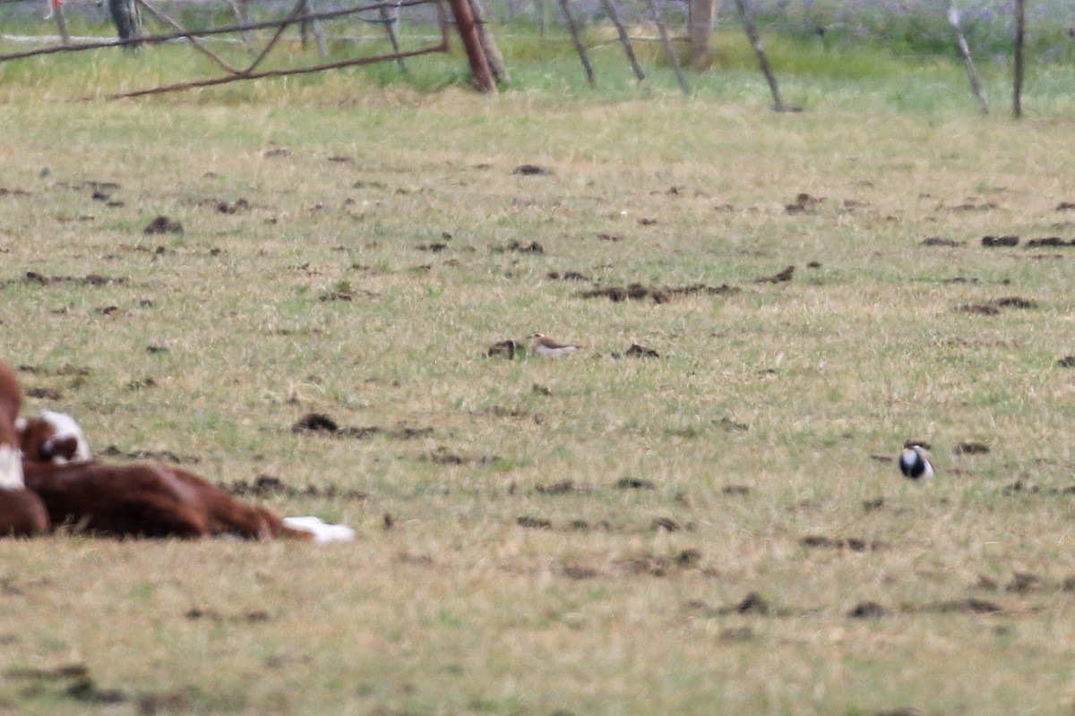 オオチドリ - ML646712962