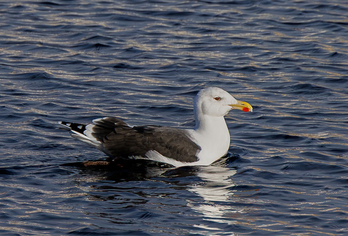 Great Black-backed Gull - ML646712963