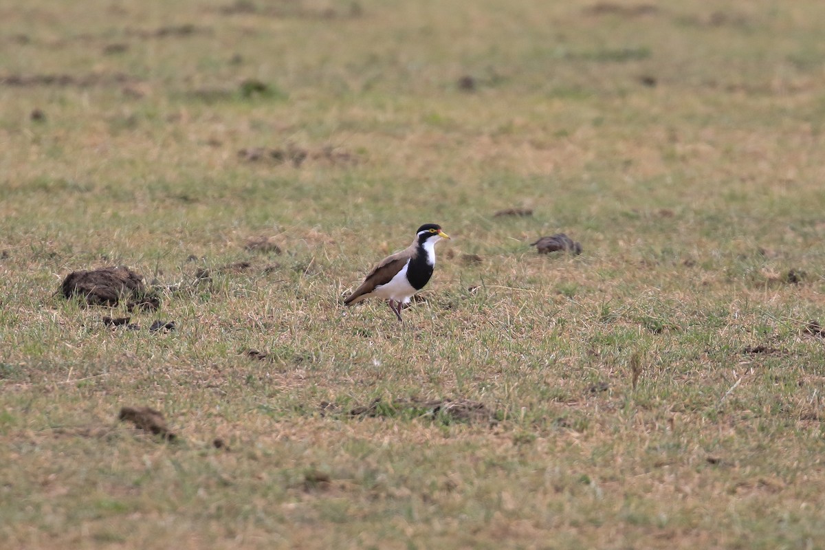 ムナオビトサカゲリ - ML646712969