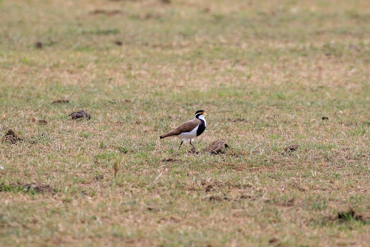 ムナオビトサカゲリ - ML646712970