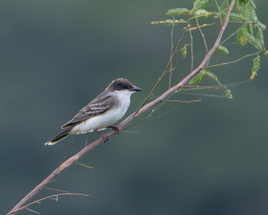טירן מזרחי - ML646712975