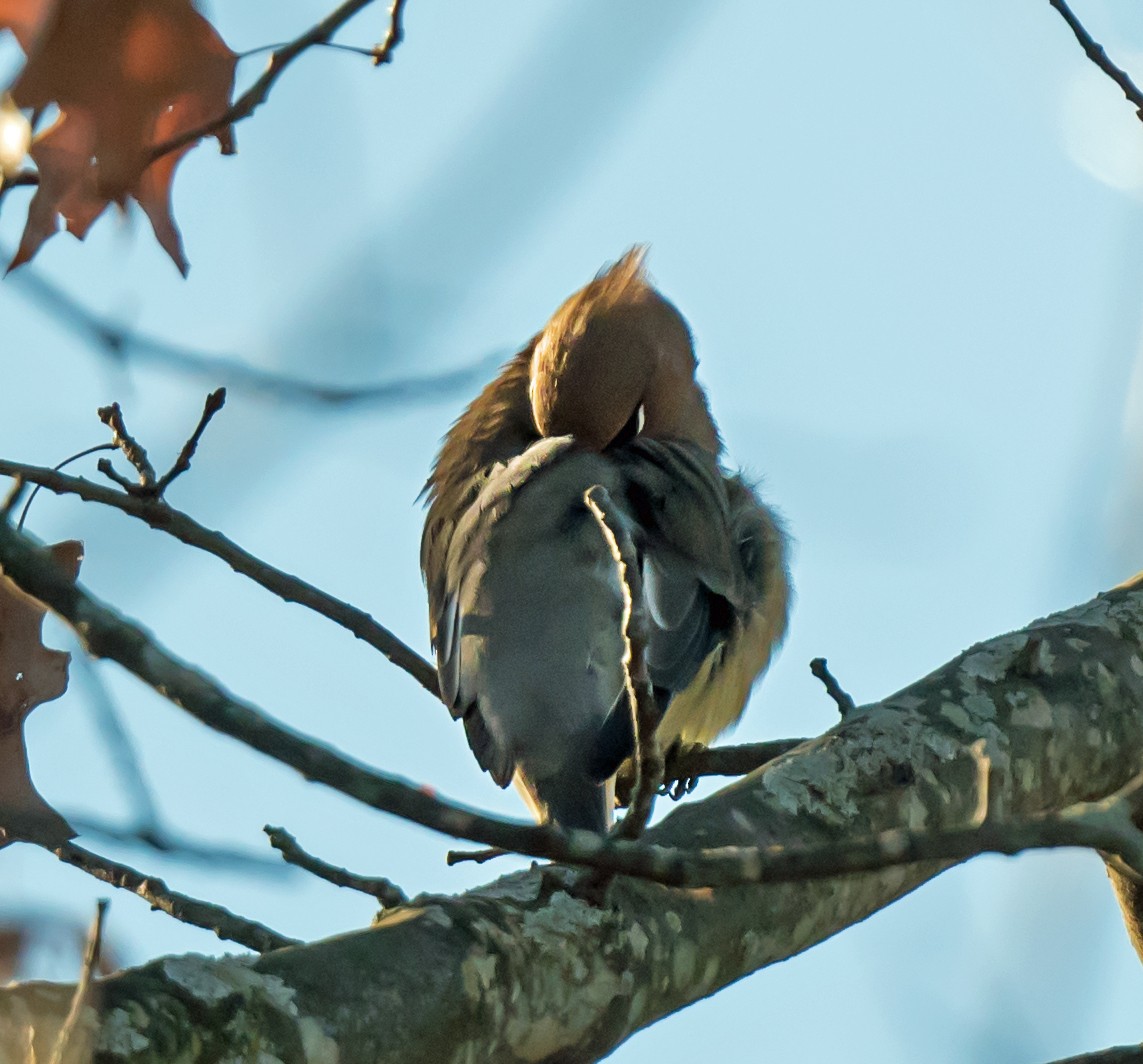 ヒメレンジャク - ML646712976