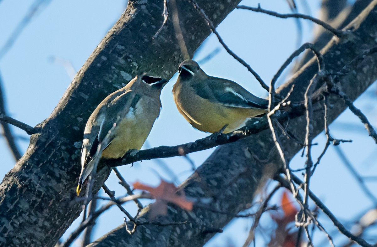 ヒメレンジャク - ML646712977