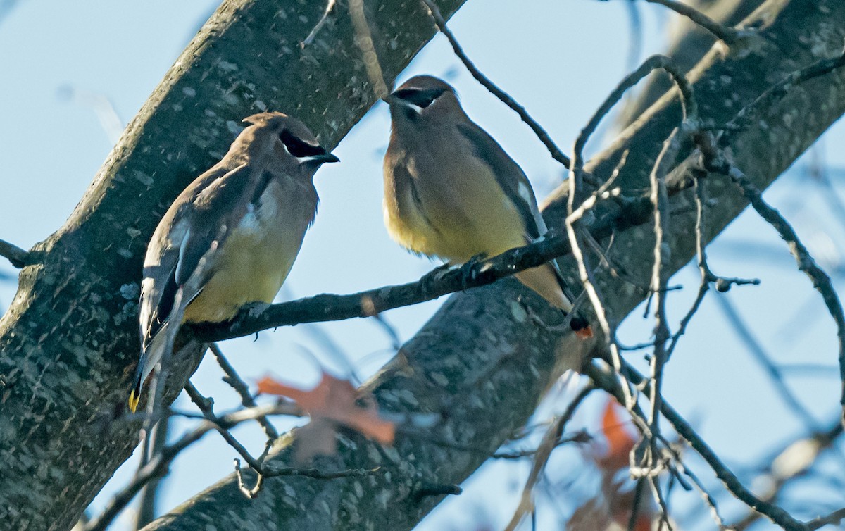 ヒメレンジャク - ML646712978