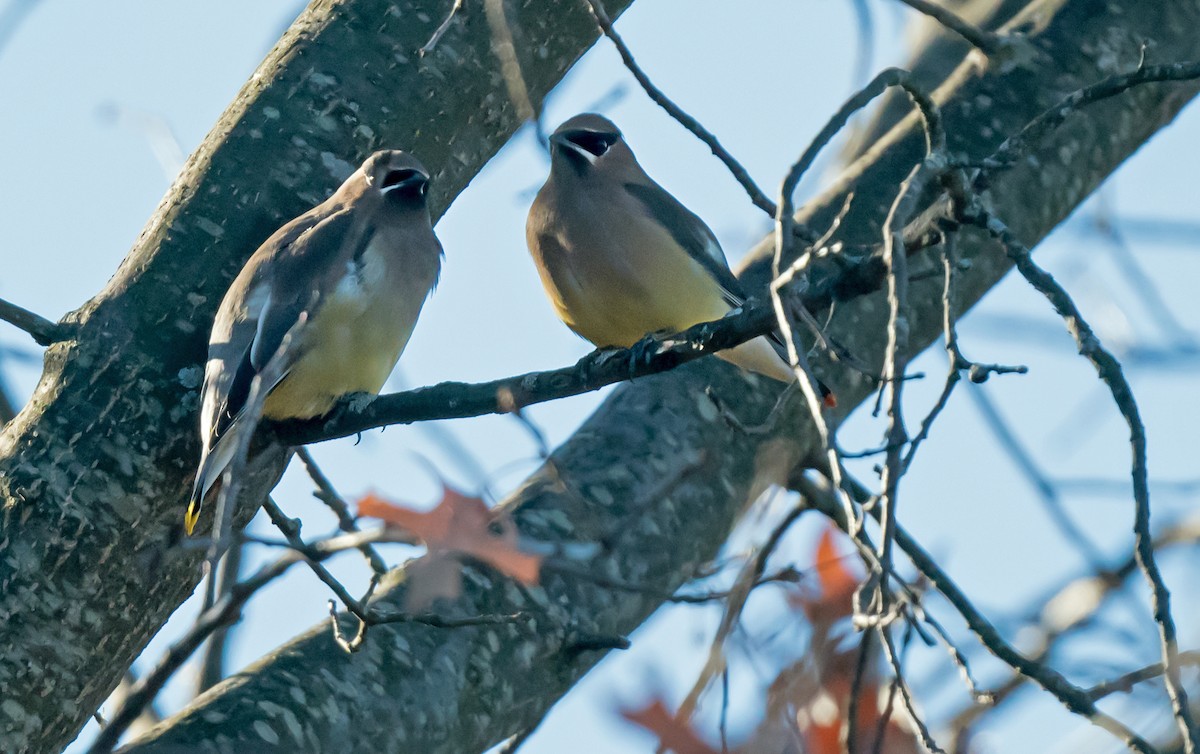 ヒメレンジャク - ML646712979