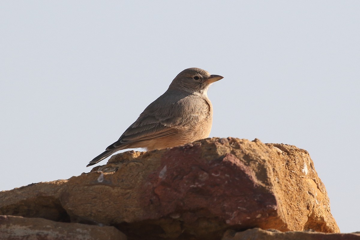 ørkenlerke - ML646712980