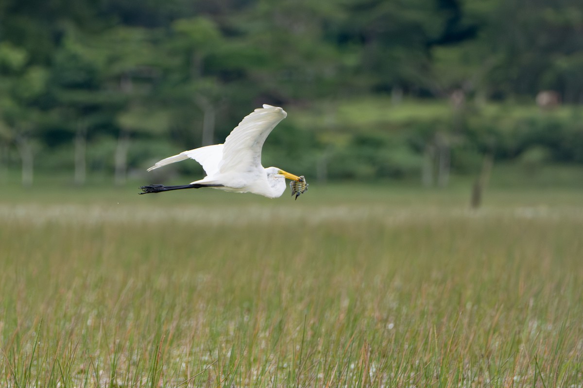 לבנית גדולה - ML646712983